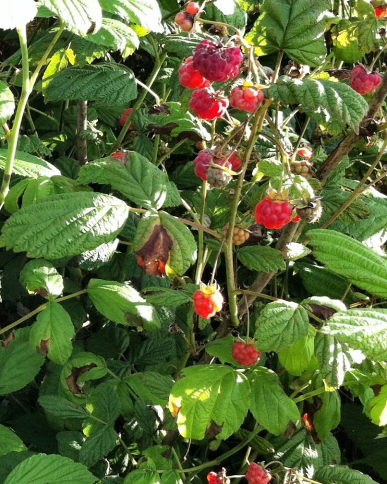 Raspberry Wild Indigenous Plant Information Page – Wild Raspberry » Interfaith Food ...